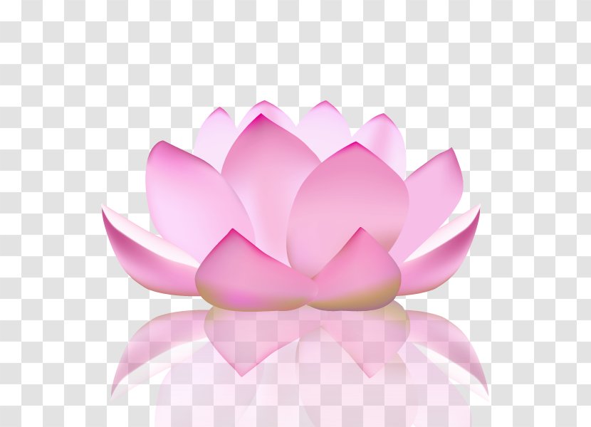 Nelumbo Nucifera Yoga Flower Lotus Position - Magenta Transparent PNG