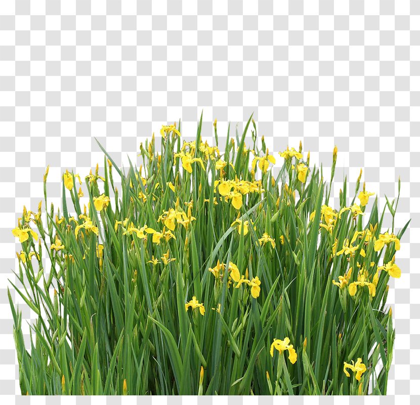 Iris Pseudacorus Aquatic Plant Sweet Flag Nelumbo Nucifera - Irises - Plants Transparent PNG