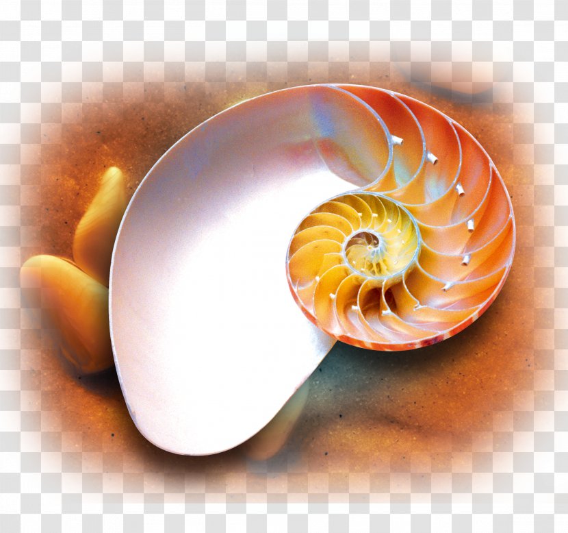Poster - Organism - Conch Creative Title Box Transparent PNG