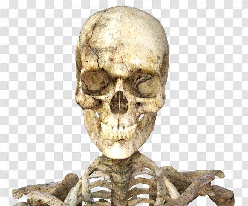 Skull Icon - Bone - Skeleton Transparent PNG