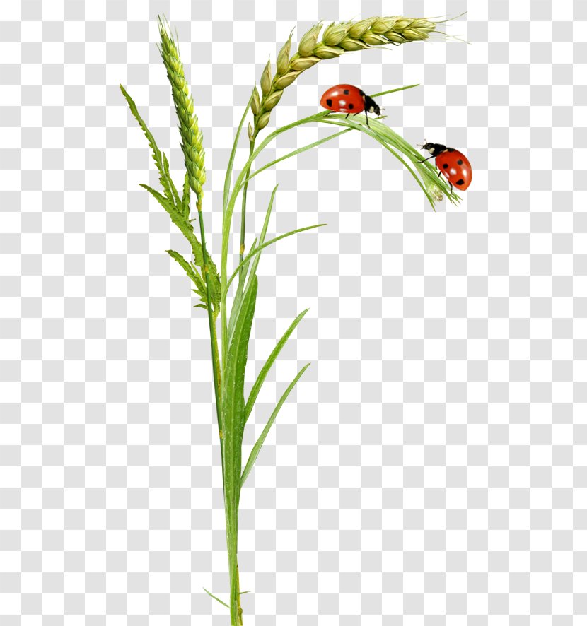 Beetle Clip Art Image Seven-spot Ladybird - Flora Transparent PNG