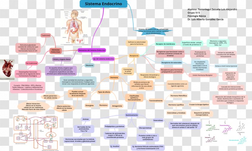 Information Physiology Brand Hormone - Endocrine System - Cell Transparent PNG