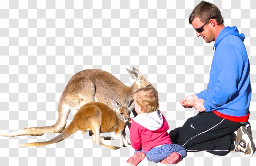Dog Child Kangaroo Transparent PNG