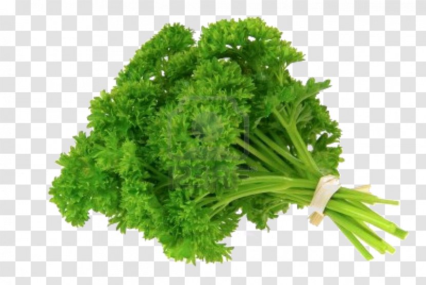 Parsley Organic Food Herb Vegetable - Stock Photography - Bok Choy Transparent PNG