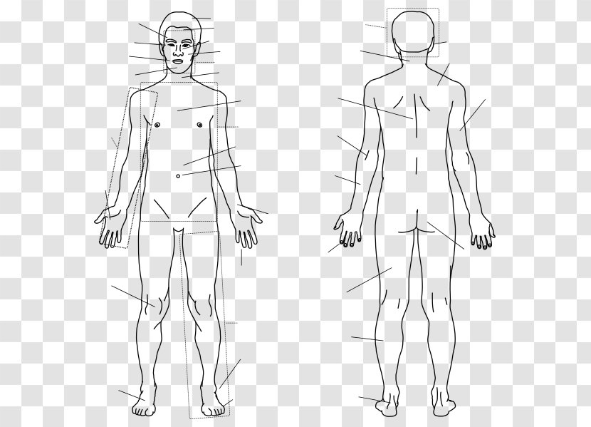 Finger Homo Sapiens Human Body Sketch - Tree - Anatomy Muscle Transparent PNG