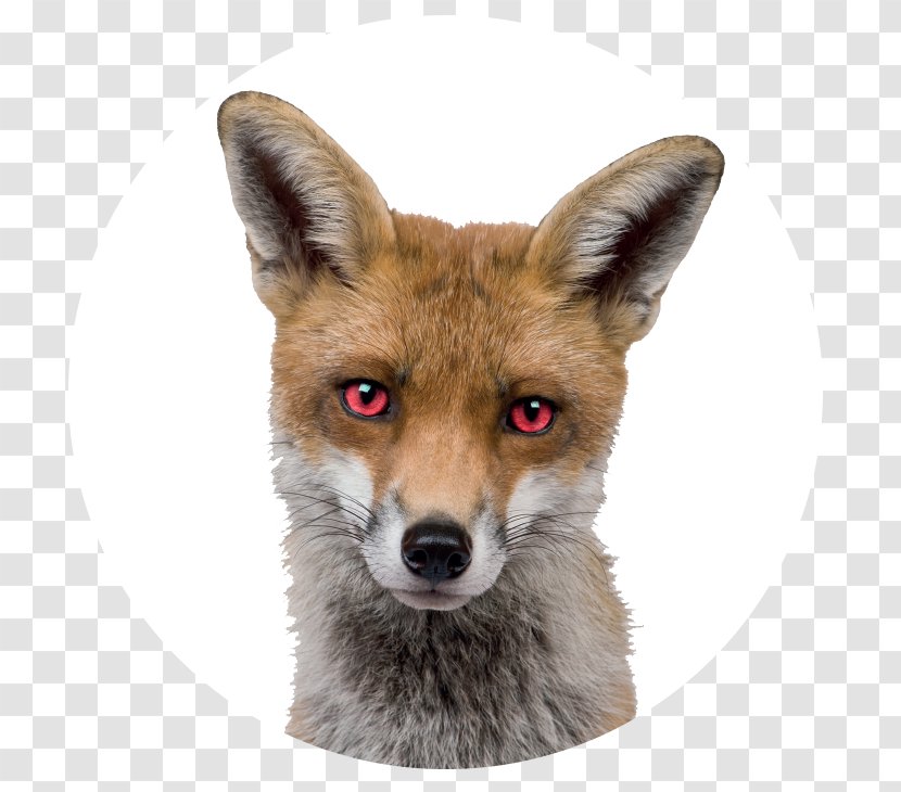 Red Fox Stock Photography Royalty-free - Animal Transparent PNG