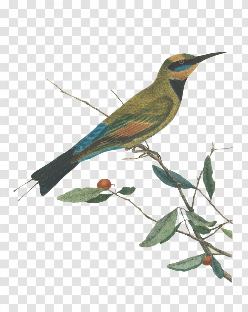 Mountain Bee Eater.Lewin, John. Birds Of New South Wales With Their Natural History. Sydney: G. Howe, 1813 - Feather - Bird Transparent PNG