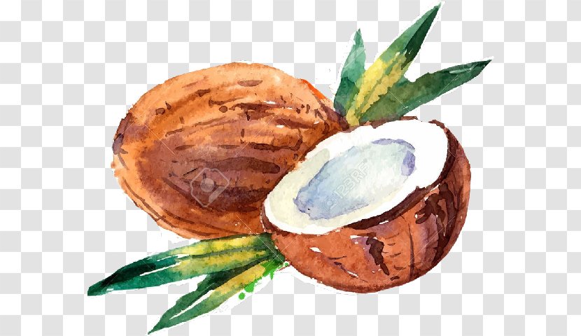 Coconut Milk Water Drawing Watercolor Painting - Attalea Speciosa Transparent PNG