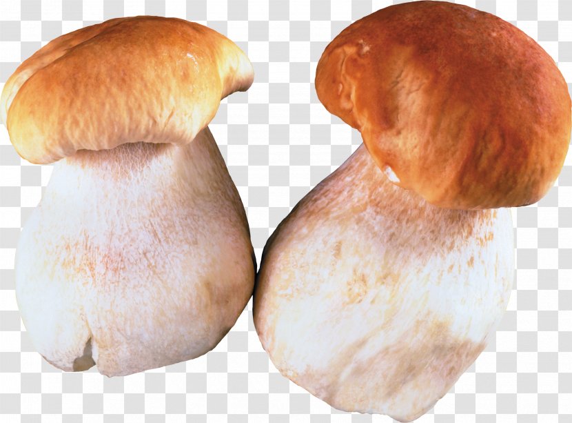 Fungus Edible Mushroom Pleurotus Eryngii Clip Art - Ingredient Transparent PNG