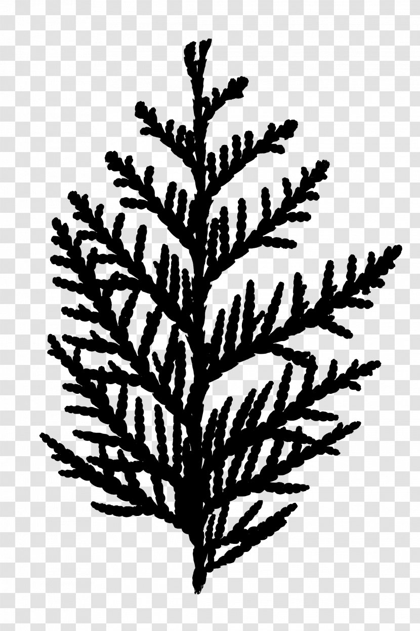 Black & White - Tree - M Leaf Plant Stem Twig Font Transparent PNG