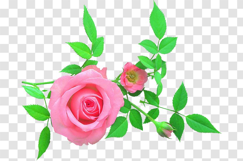 Garden Roses Cabbage Rose Floral Design Cut Flowers Petal - Seed Plant Transparent PNG