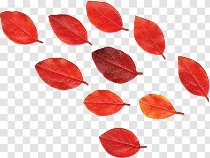 Leaf Red Autumn Leaves Flower - Petal - Maple Transparent PNG