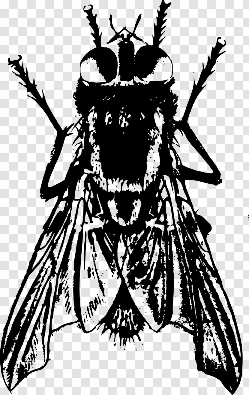 Bee Insect Drawing Black And White Housefly Transparent PNG