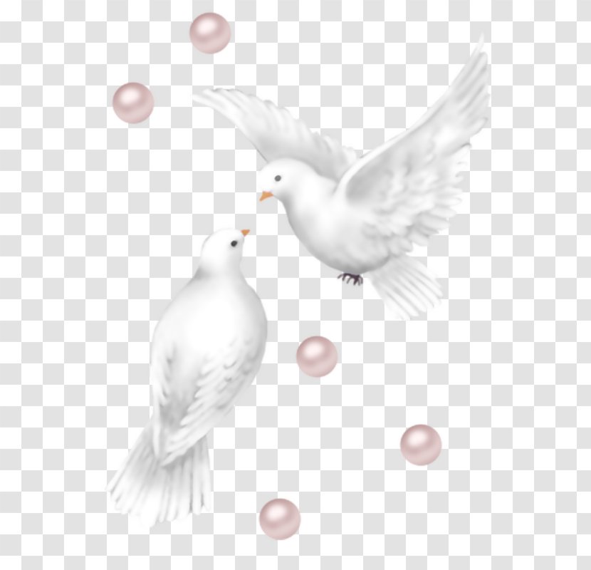 Columbidae Release Dove Wedding Clip Art - Pigeons And Doves Transparent PNG