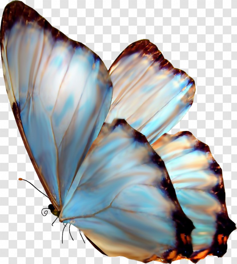 Butterfly Art Painting Clip Transparent PNG