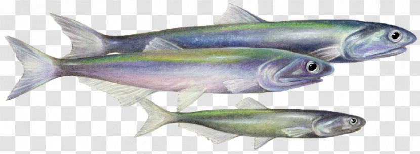 Sardine Fish Products Coho Salmon Mackerel Oily - Milkfish - Going To School Transparent PNG