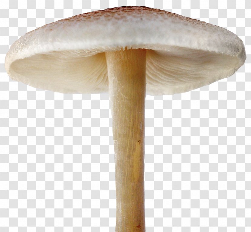 Mushroom Clip Art - Image Scanner Transparent PNG
