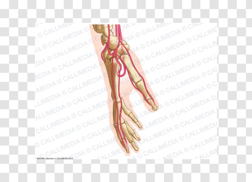 Thumb Finger Artery Hand Common Palmar Digital Arteries - Flower Transparent PNG