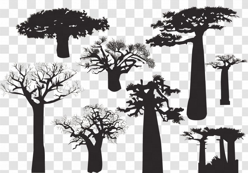 Baobab Tree Silhouette - Houseplant - Desert Dead Species Transparent PNG