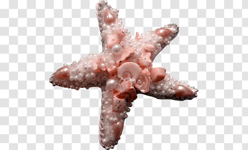Starfish Pink Download - Information - Decorations Transparent PNG