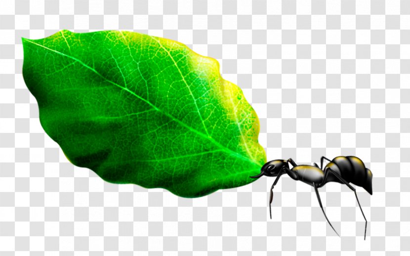 Ant Leaf Download - Designer - Ants And Green Leaves Transparent PNG