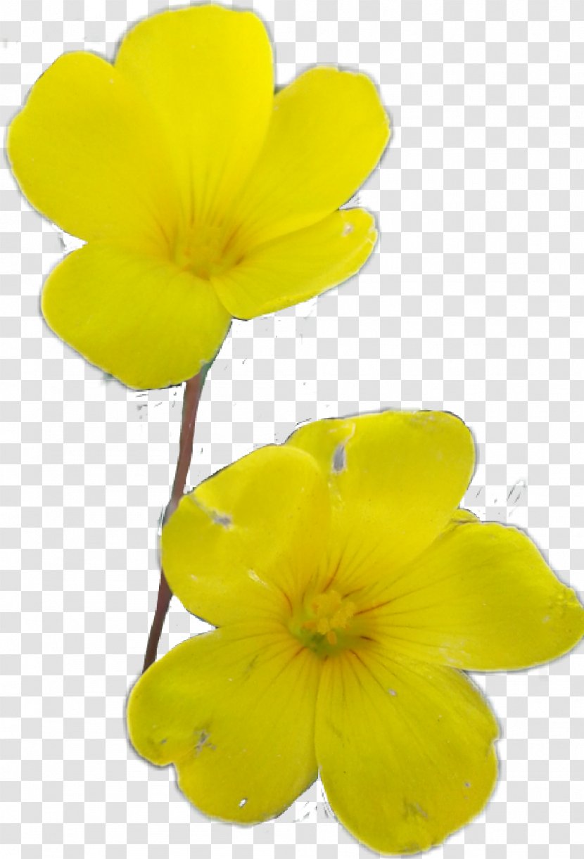 Flower Bouquet Petal Tulip - Plant Transparent PNG