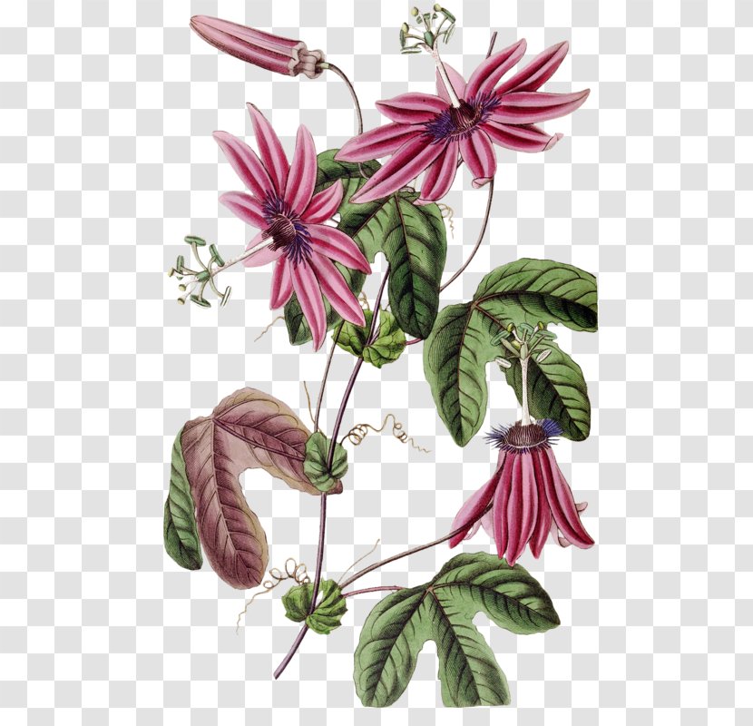 Flower Botany Botanical Illustration Passiflora Alata Curtis's Magazine - Herb Transparent PNG