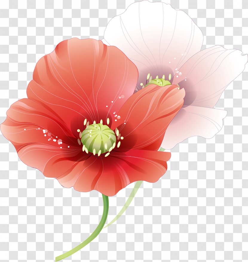 Flower Red Poppy - Flowering Plant - Gull Transparent PNG