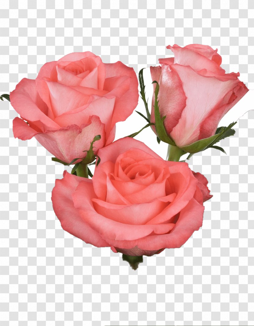 Centifolia Roses Garden Rosa Chinensis Flower Floribunda - Peach Flowers Transparent PNG