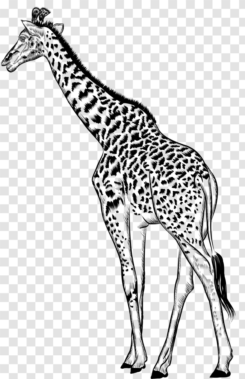 Giraffe Black & White - Mammal - M Neck Fauna Clip Art Transparent PNG