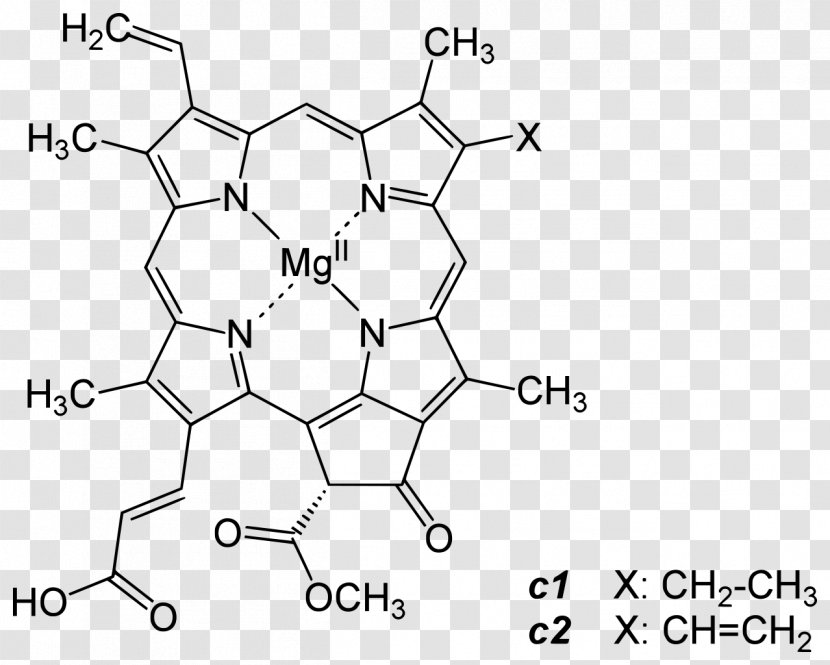 Chlorophyll A B Photosynthesis Protochlorophyllide - Photosynthetic Pigment Transparent PNG