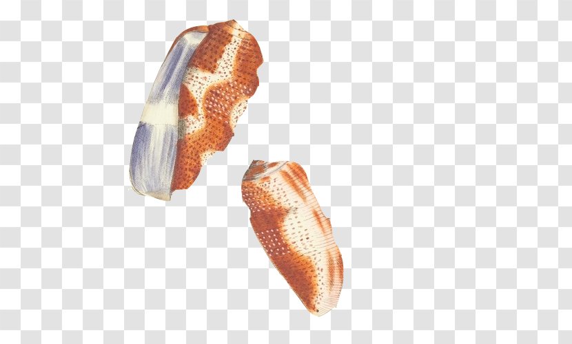 Download Sea Snail Icon - Orange - Seashells Hand Painting Material Picture Transparent PNG