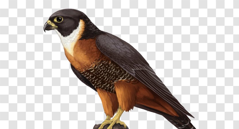 Falcon Hawk - Wing Transparent PNG