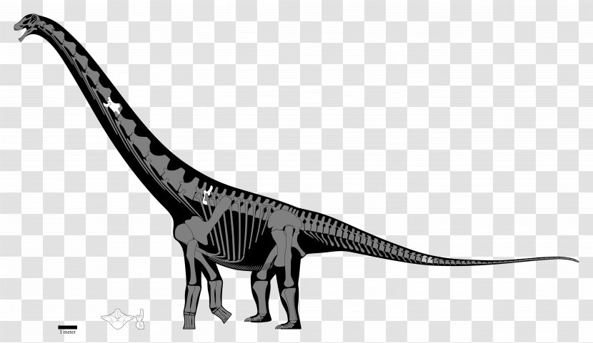 Velociraptor Notocolossus Puertasaurus Patagotitan Skeleton - Theropods Transparent PNG