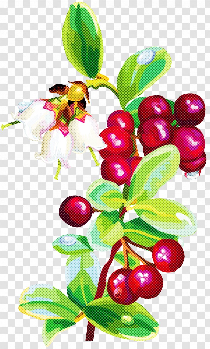 Flower Plant Berry Lingonberry Flowering - Fruit - Cranberry Tree Transparent PNG