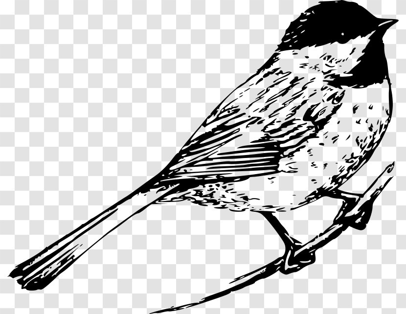 All The Bright Places Finches Songbird Violet Clip Art - Perching Bird - Black Cap Transparent PNG