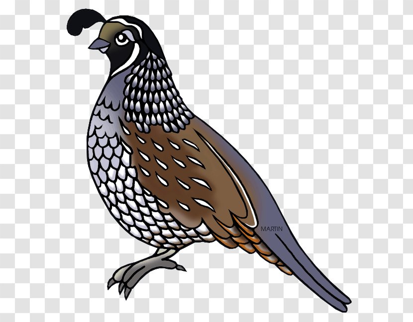 California Quail Clip Art - Feather - Document Transparent PNG