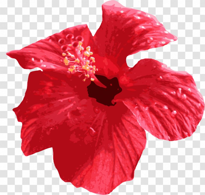 Flower Download - Hibiscus - Red Transparent PNG