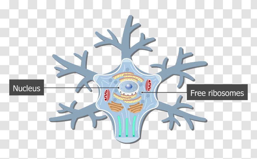 Soma Motor Neuron Cell Nervous System - Watercolor - Body Transparent PNG
