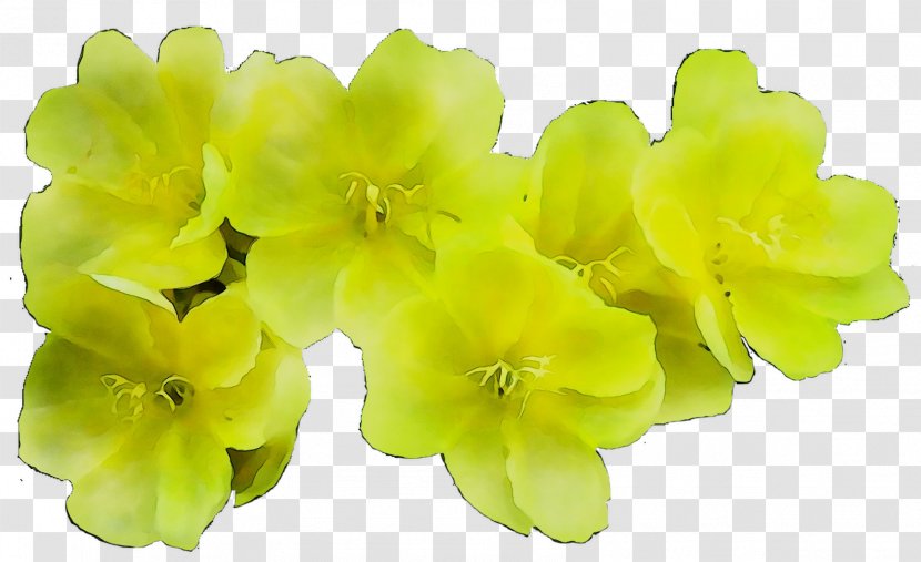 Yellow Herbaceous Plant Flowering Plants Transparent PNG