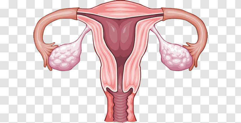 Ovary Uterus Reproductive System Menstruation - Flower - Woman Transparent PNG