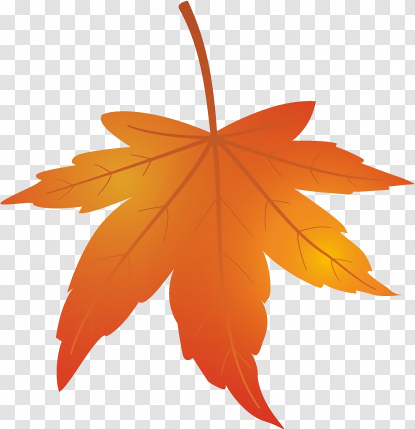 Maple Leaf Autumn Yellow - Tree - Deciduous Transparent PNG