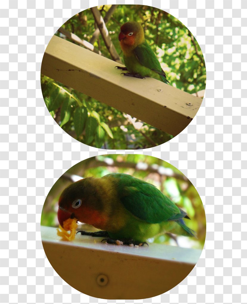 Lovebird Parakeet Beak Animal Transparent PNG