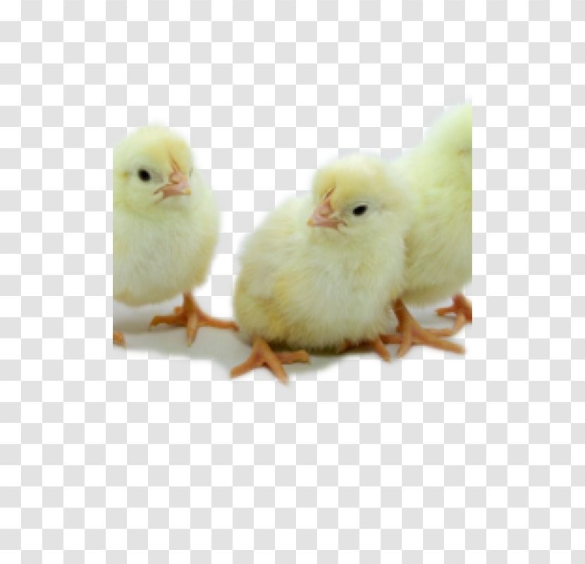 Leghorn Chicken Hatchery Egg White Limited Liability Company - Galliformes - Hen Transparent PNG