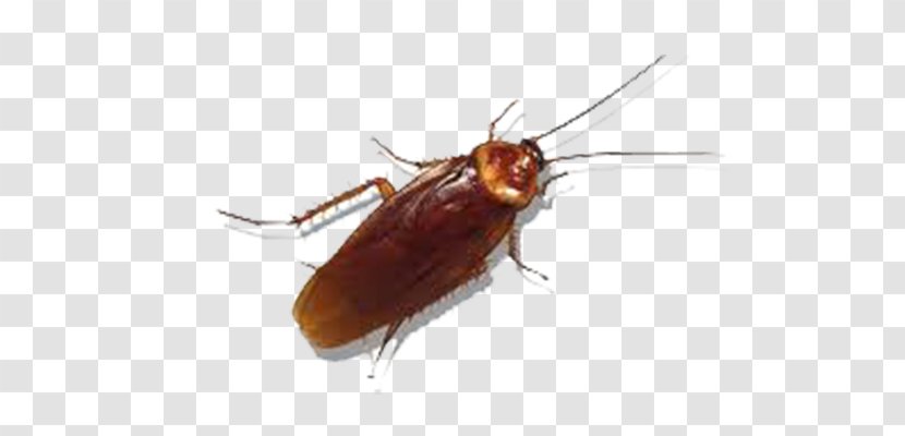 American Cockroach Insect German Pest - Membrane Winged Transparent PNG