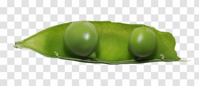 Snow Pea Green Bean Vegetable - Common - Peas Pictures Transparent PNG