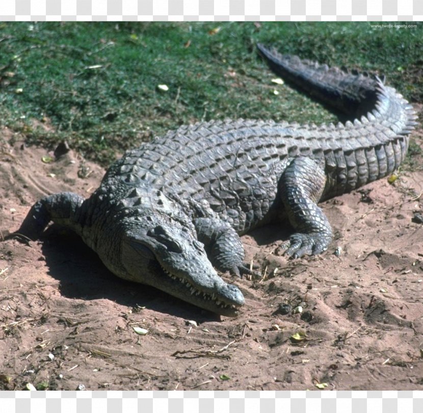 Nile Crocodile Morelet's Saltwater Alligator United States Transparent PNG