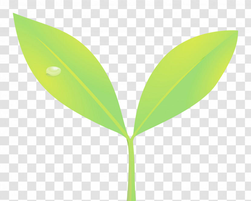 Leaf Green Plant Flower Tree Transparent PNG