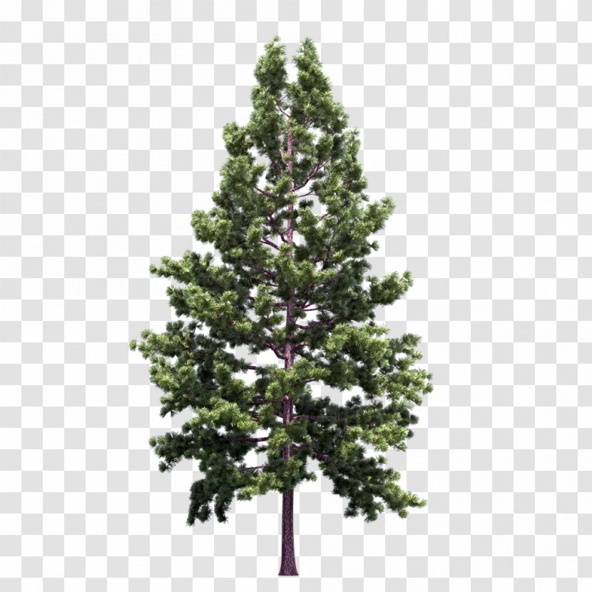 Blue Spruce Noble Fir Christmas Tree - Lights - Fir-tree Transparent PNG