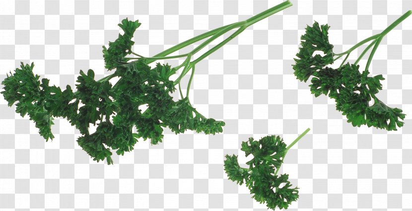 Herb Parsley Vegetable Dill - Branch Transparent PNG